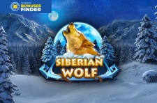 Siberian Wolf Red Rake Gaming